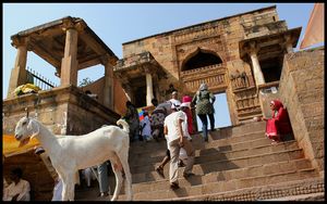 인도의 사원 앞에 놓여진 양. 서아시아에서 남아시아까지 많은 종교가 번제 희생물로 양을 사용한다.