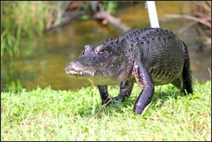 앨리게이터의 "하이 워크"