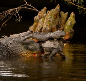 앨리게이터가 플로리다 부드러운 거북을 먹고 있다.
