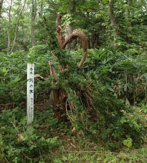 주목(Taxus cuspidata), 야기시리섬 숲에 있는 일본 주목