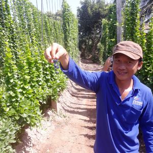 메콩 델타의 벤쩨 지방 섬에서 재배된 "다이 스엉 섬" 또는 "라 (잎) 섬" 식물.