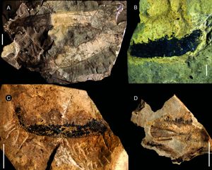 J. howelli의 화석 협각