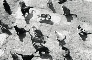 로마 Largo di Torre Argentina의 야생화된 고양이. 파올로 몬티의 1969년 사진.