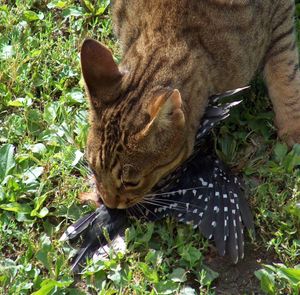 딱따구리를 잡은 고양이.