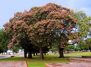 아르헨티나 로사리오의 국기 기념 공원에 있는 Ceiba speciosa