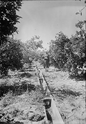 비르 살림의 오렌지 과수원