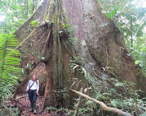 에콰도르 동부의 거대한 표본 기저부