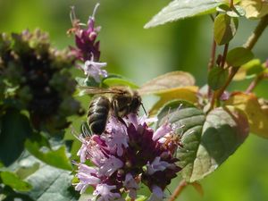 꽃을 수분하는 서양 꿀벌