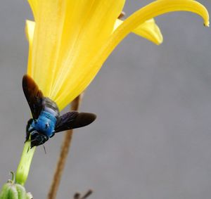 Xylocopa caerulea, 꿀을 훔치는 파란색 목수벌