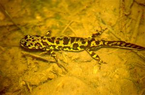 물 속의 얼룩무늬영원