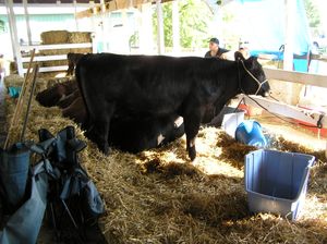 얼스터 카운티 박람회에 있는 소