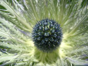 에린지움 알피눔