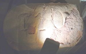 제1차 세계 대전 당시의 에르자츠 빵 (제국 전쟁 박물관 소장)