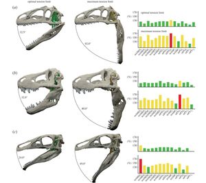 알로사우루스(A), 티라노사우루스(B), 에를리코사우루스(C)의 최적 및 최대 턱 벌림