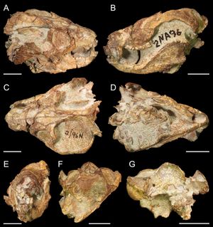 에티조이아의 홀로타입, A, 등쪽 외측, B, 좌측 측면, C, 등쪽, D, 배쪽, E, F, 앞쪽, G, 뒤쪽 모습. F는 두개골을 관통하는 주요 균열 수준에서 코와 하악골의 관상 단면에 해당합니다. 축척 막대는 2cm입니다.