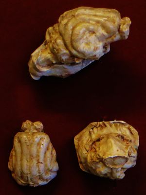 E. bidentatus의 뇌두개골 주형