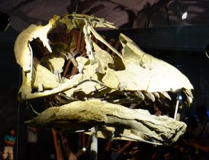 일본에서 전시된 홀형 두개골의 모형