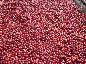 에티오피아는 전 세계적으로 10억 달러 이상의 커피를 수출하기 때문에 커피 분류 과정이 중요함