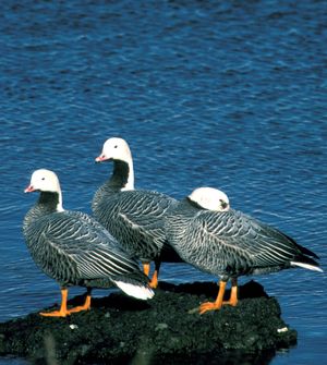 황제기러기의 아닥 섬 조개 석호