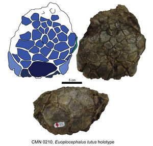 모식 표본 CMN 0210의 두개골