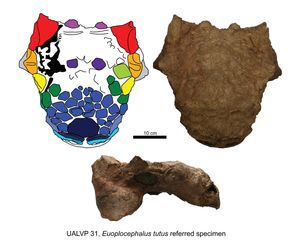 표본 UALVP 31의 두개골