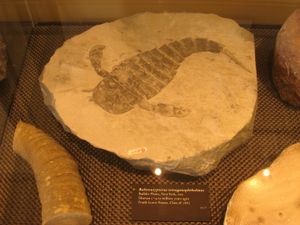 앰허스트 칼리지 자연사 박물관(매사추세츠 주)의 Eurypterus tetragonophthalmus