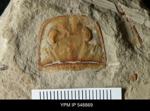 예일 피바디 자연사 박물관(코네티컷 주) 소장품의 Eurypterus fischeri 갑피