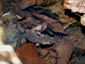 Singular Ezo salamander faces the camera, standing within shallow water on top of orange leaf litter