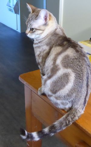 갈색 대리석 오스트레일리안 미스트