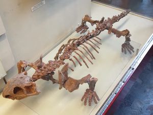 모스크바 고생물 박물관에 있는 Ennatosaurus tecton의 복합 골격.