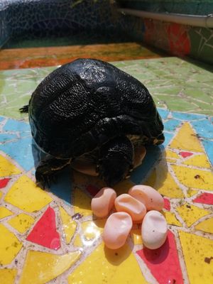 알을 품고 있는 T. s. scripta의 표본 (이탈리아)