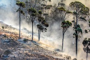 남아프리카 공화국에서 최근 진화된 산불의 그을린 잔해에서 솟아오르는 연기