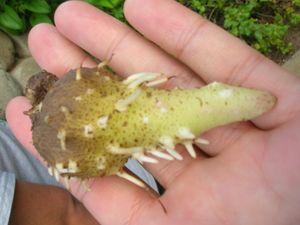 D.&nbsp;alata의 흰색 품종의 공중 덩이줄기