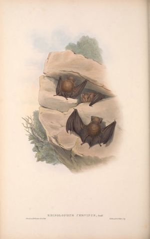 헨리 리히터가 그린 Rhinolophus cervinus 삽화, 오스트레일리아의 포유류(굴드, 1863)에서 발췌, 호주 아종 Hipposideros cervinus cervinus.