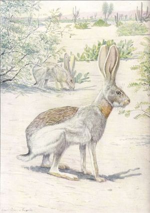 영양산토끼의 예술적 묘사