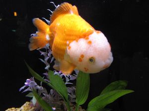 머리가 흰 오란다(wen)