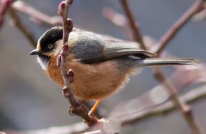 붉은이마오목눈이