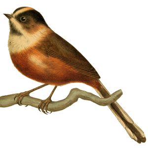 검은눈썹오목눈이