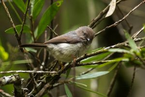 난쟁이오목눈이