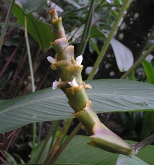 Orchidantha siamensis