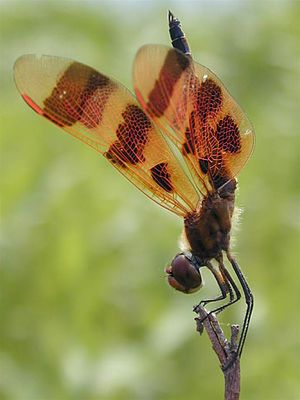 Celithemis eponina 오벨리스크 자세