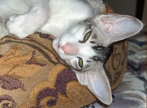 녹색 눈을 가진 오리엔탈 태비