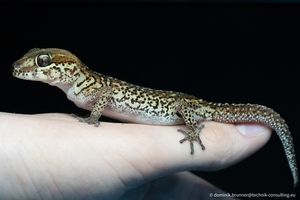 10개월 된 오셀롯도마뱀붙이가 엄지손가락에 앉아 있다