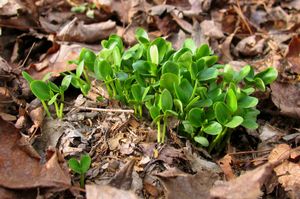 씨앗이 발아하는 떨어진 과일 덩어리 (일리노이 4월).