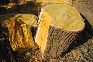 잘린 직후의 전형적인 밝은 노란색 나무