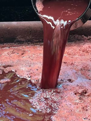 테치기 나무(Rhaphiolepis indica var. umbellata)에서 얻은 탄닌이 풍부한 염료