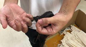 오시마 명주 실크 실을 떼어내 카스리의 흰 반점을 드러내는 모습