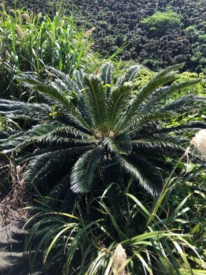 소테츠 식물(사고 팜)