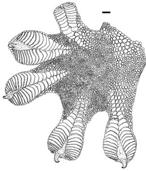 모식표본의 오른쪽 뒷발