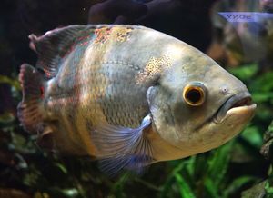 핀란드 탐페레의 Särkänniemi 수족관에 있는 오스카 물고기